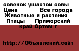 совенок ушастой совы › Цена ­ 5 000 - Все города Животные и растения » Птицы   . Приморский край,Артем г.